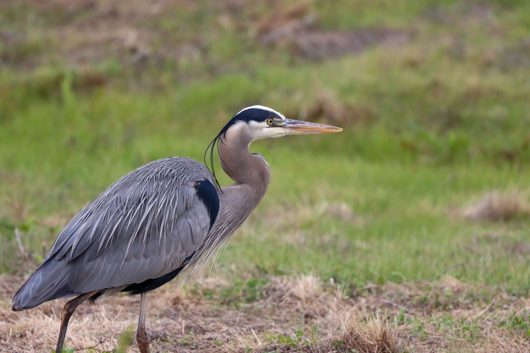 Great blue heron